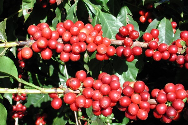 coffee-cherries-at-monte-alegre