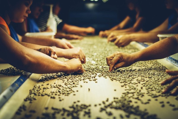 Green coffee sorted by hand