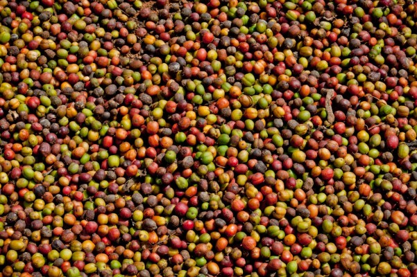 Lots of coffee bean cherries