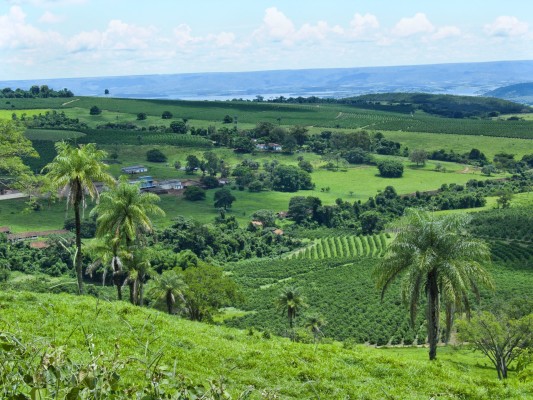 Coffee Farm near Ibiraci town, Minas Gerais, Brazil