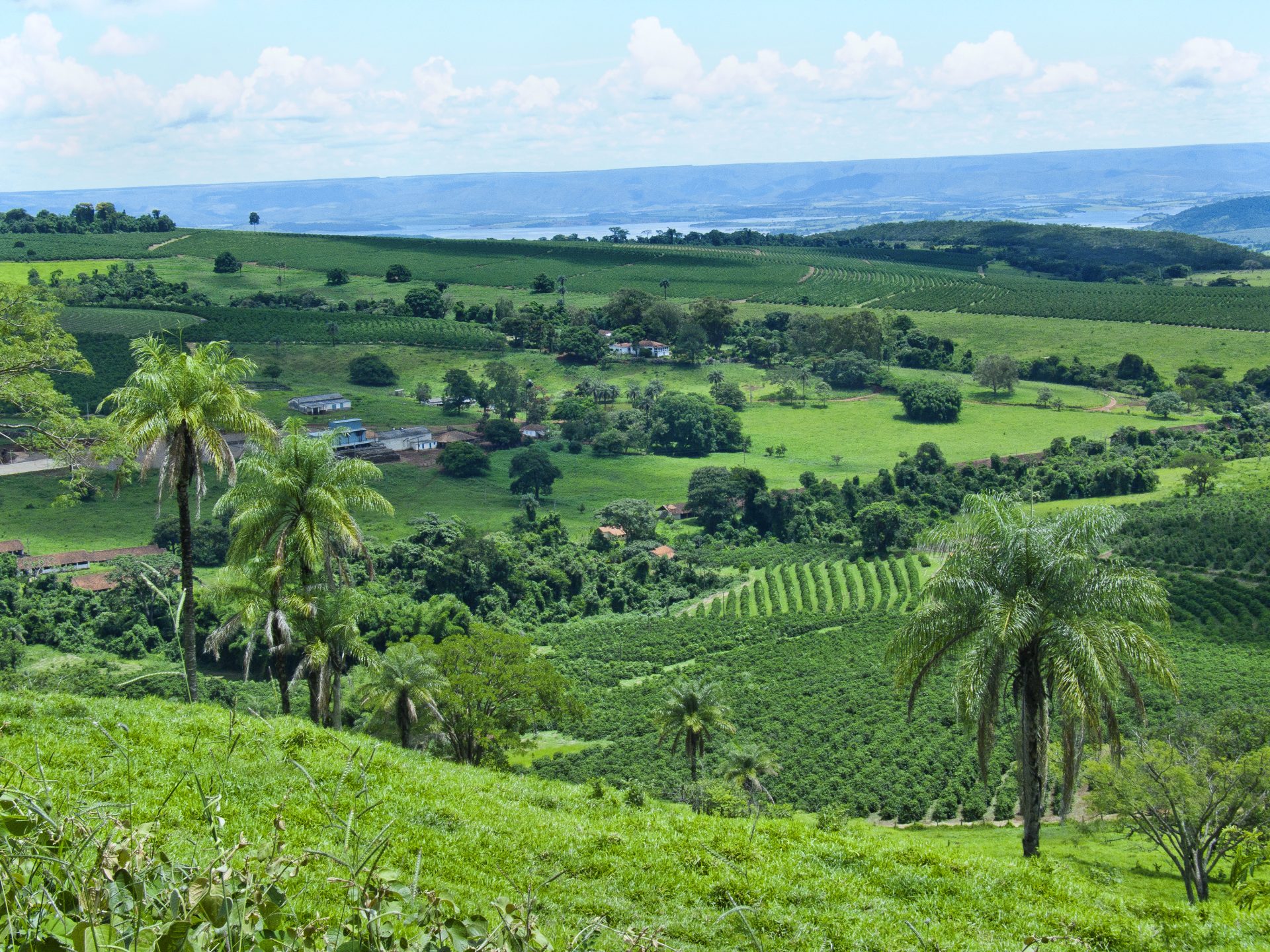 Bees And Climate Change Threaten The Future Of Coffee – Long & Short