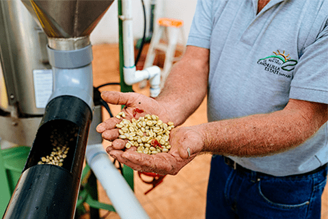Coffee processing at La Candelilla
