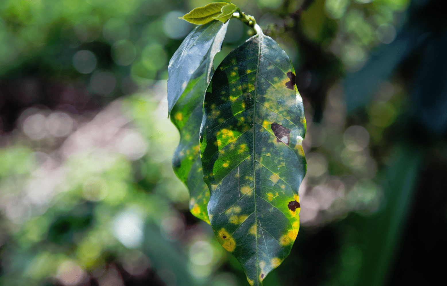 The Coffee Killer Coffee Rust LONG & SHORT