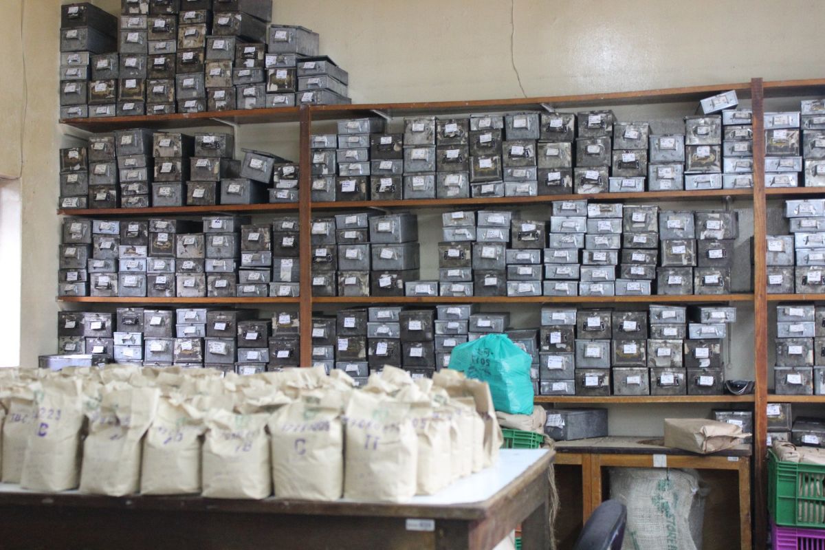 Coffee sorting and packaging in Gathaithi
