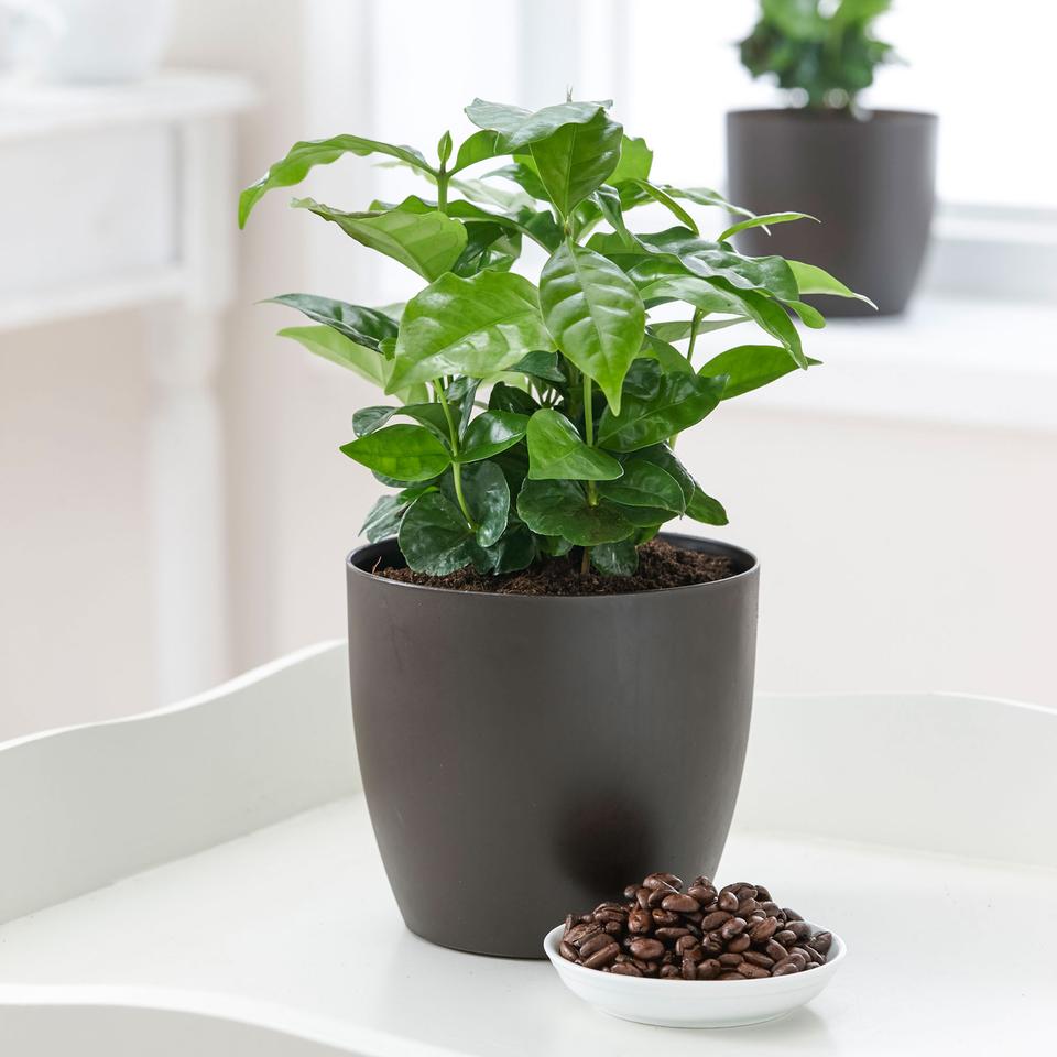 Arabica Coffee Plant